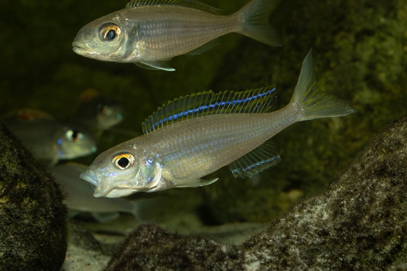 Lestradea perspicax 'Kigoma'